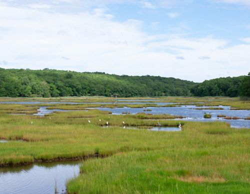 A forest surrounds wetlands scattered with grasses.