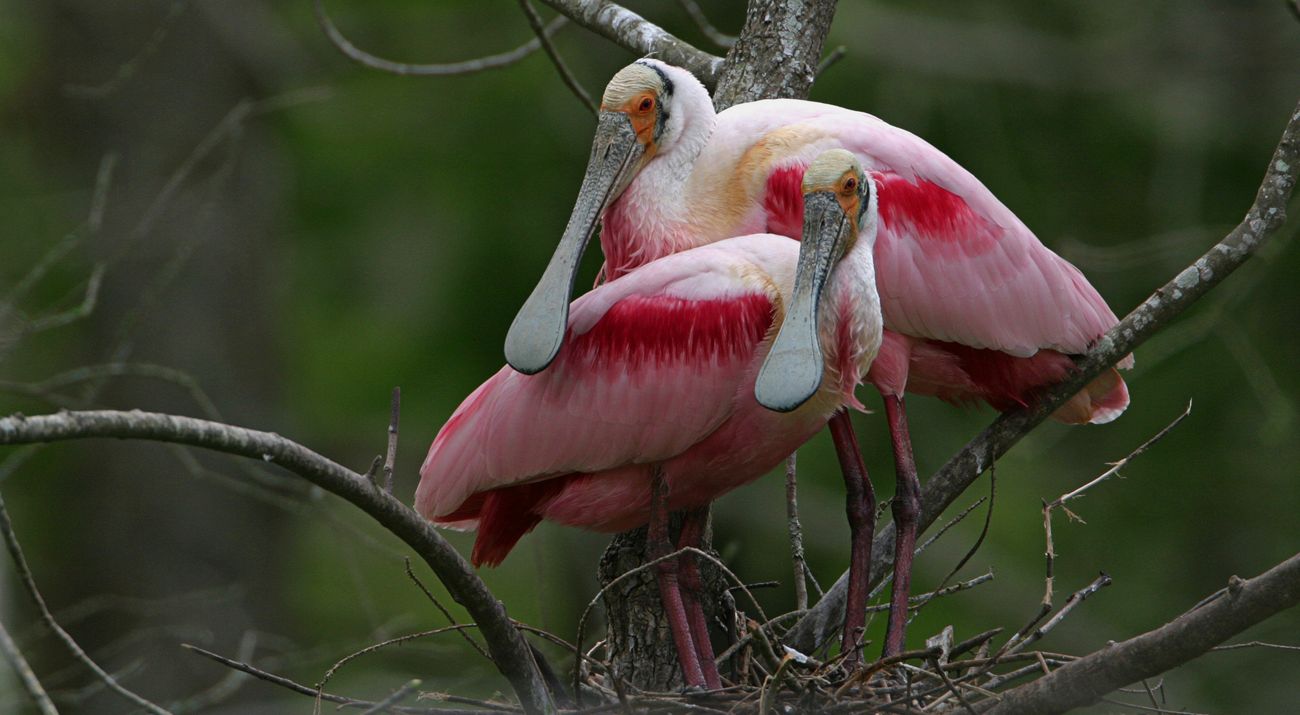 Two pink birds rest on a branch.