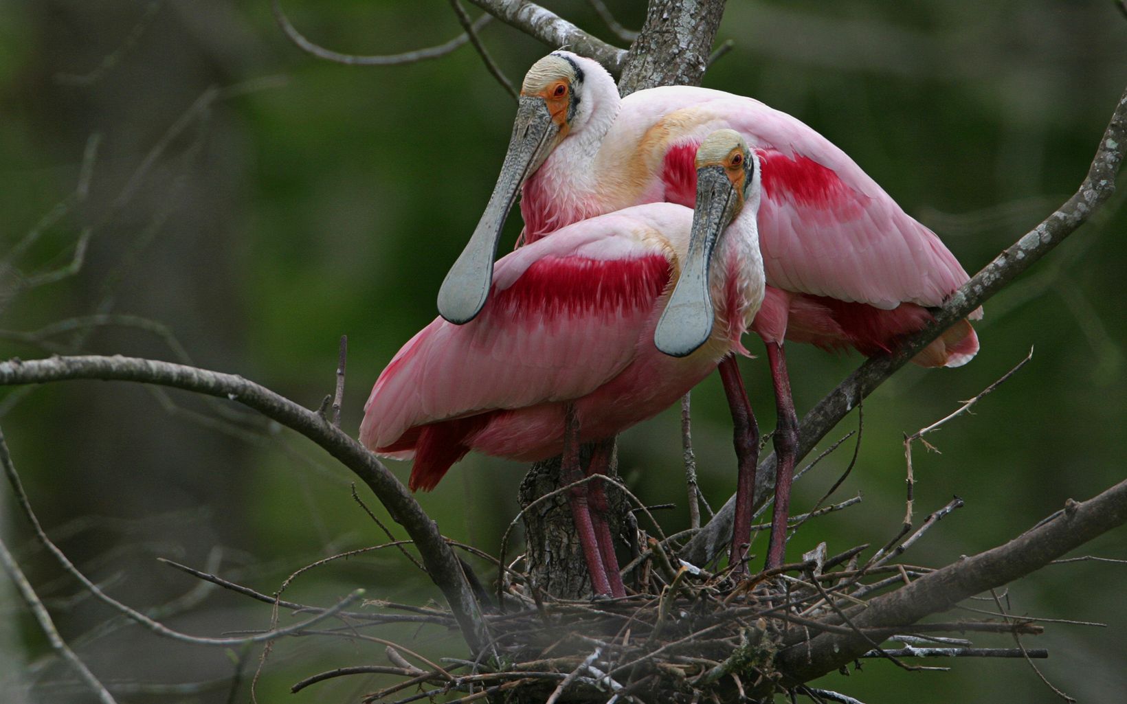 Two pink birds with wide flat bills rest on a branch.