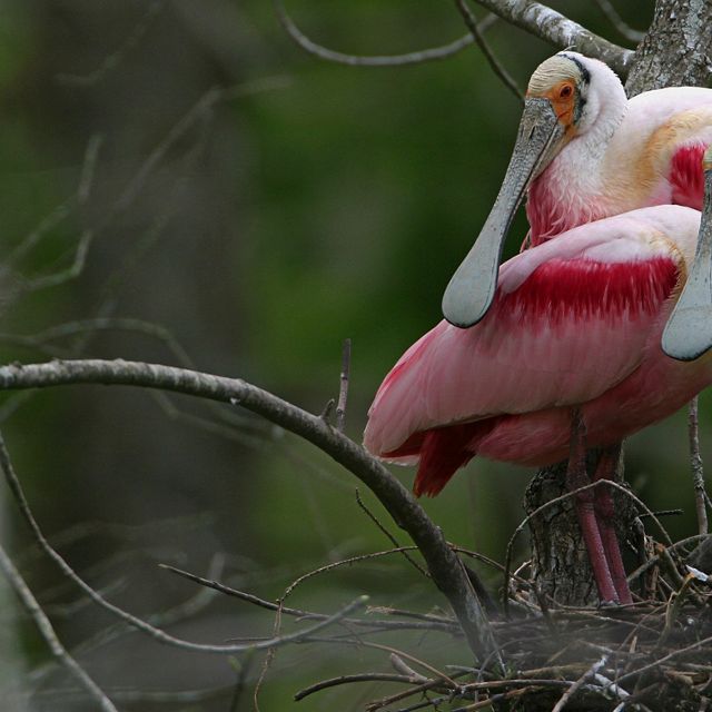Roseate spoonbills perched on a tree. 
