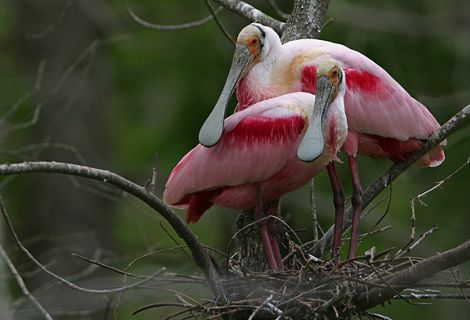 Roseate spoonbills perched on a tree.