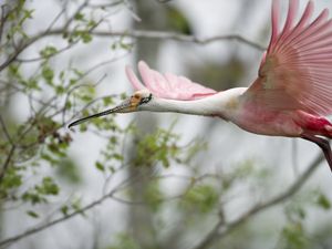 A pink bird flies past a tree.