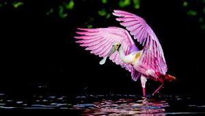 A pink bird standing in water spreads its wings.