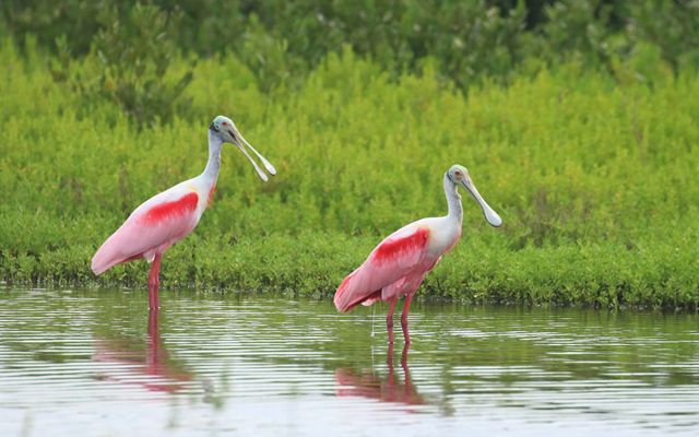 Two pink birds with long legs stand in water with green grass in the background.
