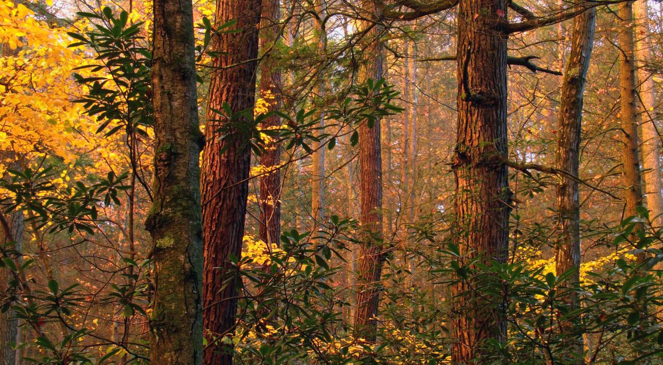 A golden sun touches on tall, narrow, fall colored trees in a forest.