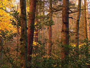 Several tall and thin trees stand in a forest with sparse green leaves. A setting sun shines from the left creating an orange glow.