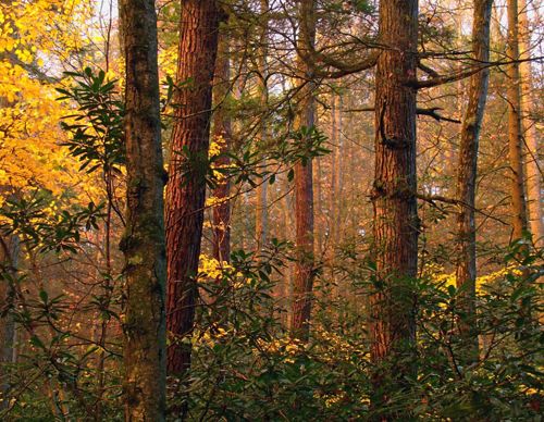 A view of forest with the orange glow of a setting sun shining through the trees.