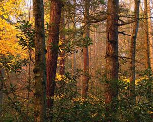 A view of forest with the orange glow of a setting sun shining through the trees.