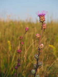 Close up of rough blazing star plant.
