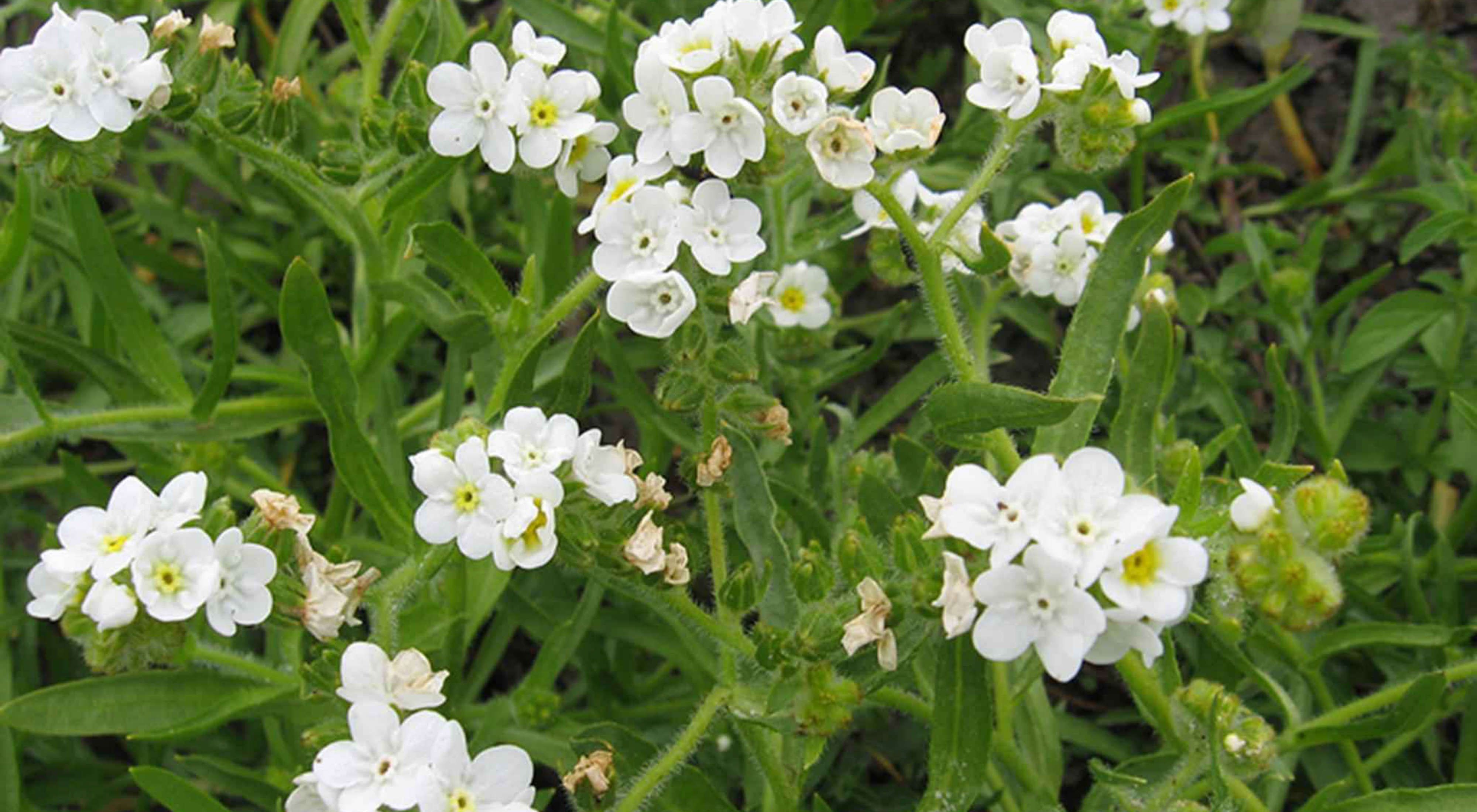 Small white flowers with rounded petals surrounded by green foliage.