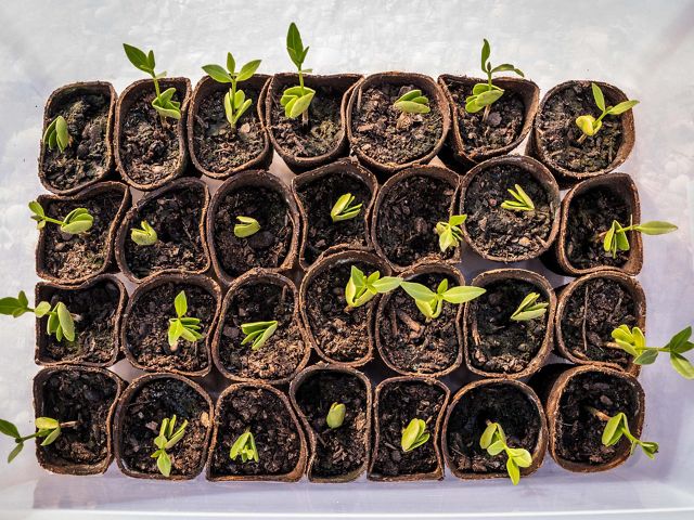 Multiple rows of brown pots that each have a little green seedling sprouting upwards.
