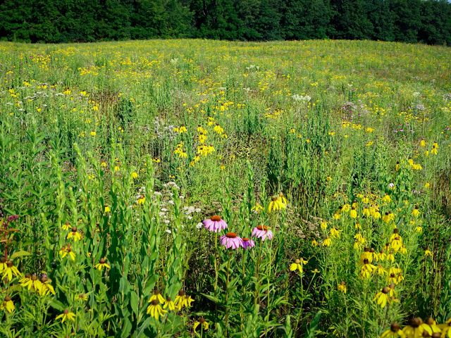 The restored Grand River Fen prairie, flourishing with native plants.