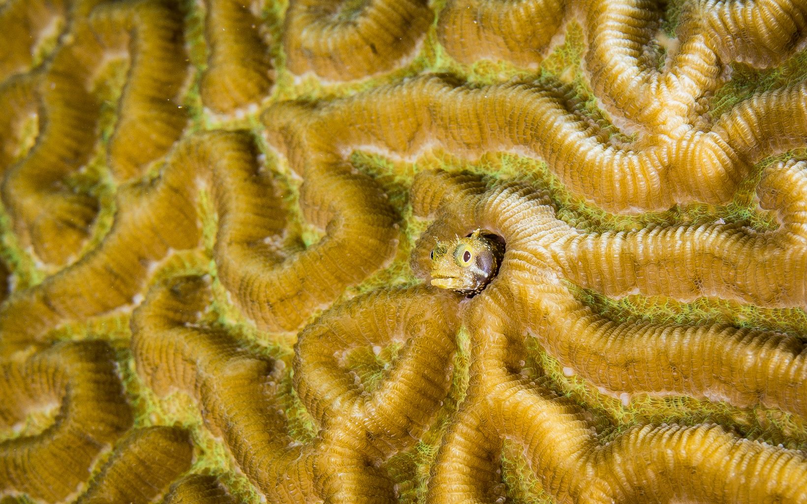 Brain Coral The consequences and implications of coral die-offs are numerous—for marine ecosystems, yes, but also for people around the world. © Ralph Pace