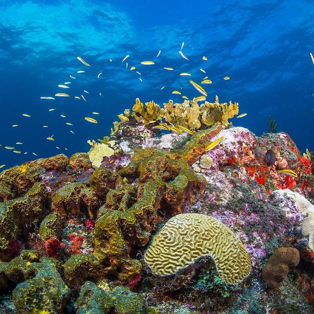 St. Eustatius, Caribbean. Bluehead wrasse (Thalassoma bifasciatum) swim over reef of Boulder Brain Coral (Colphyllia natans) 