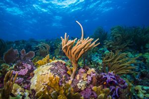 Corals sway in the currents of the Caribbean Sea. 