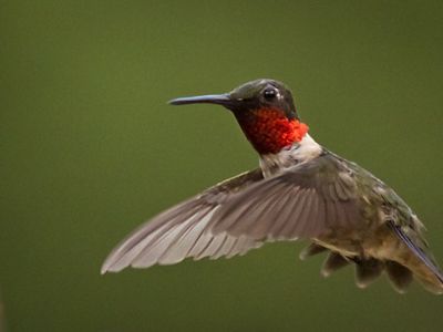Ruby-throated hummingbird in mid-air.