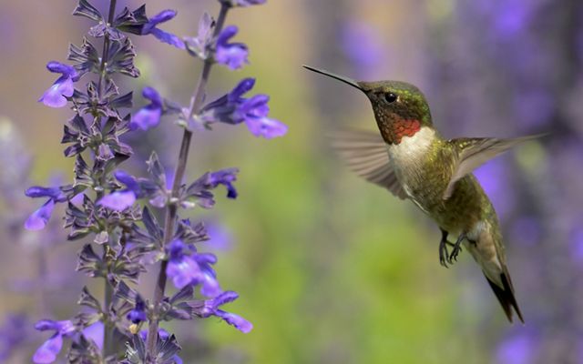 Small green bird with a red throat hovers in front of a stalk of small purple flowers.