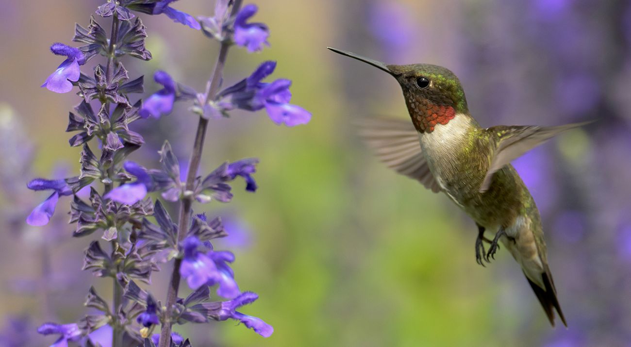 A tiny hummingbird sits in a nest cemented onto an oak tree branch.