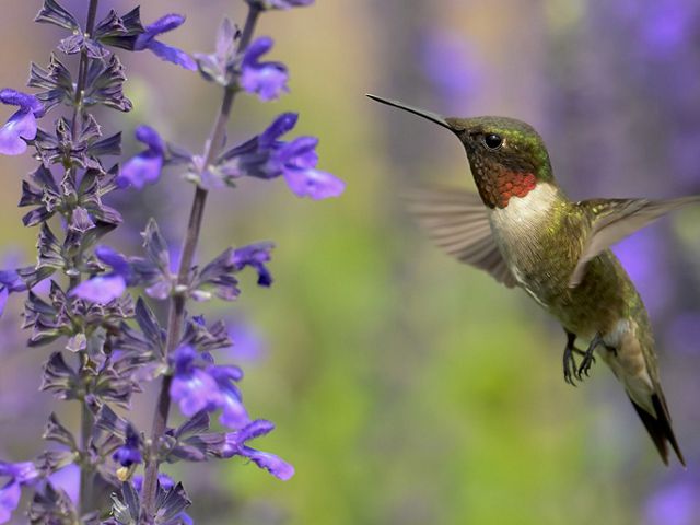A hummingbird hovers in the air next to a plant covered in small purple blossoms.
