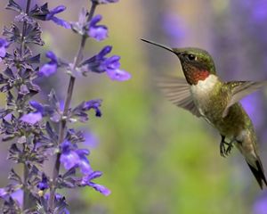 Ruby throated hummingbird.