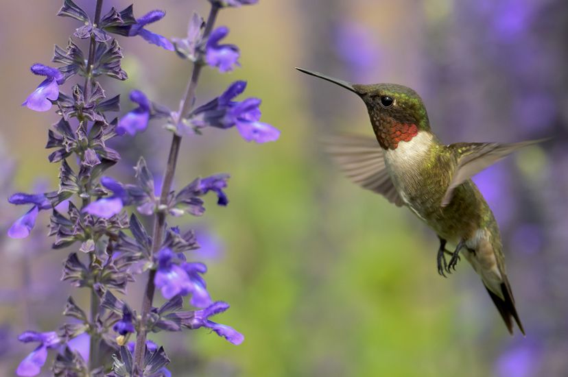 Small green bird with a red throat hovers in front of a stalk of small purple flowers.