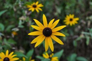 Yellow flower with long petals and brown round center. 