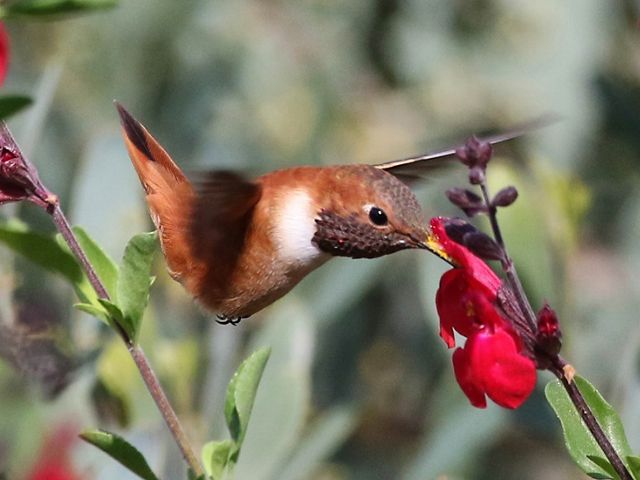 A rufous hummingbird sips nectar from a flower.