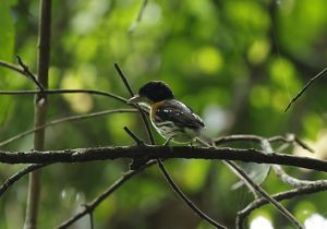 a small bird sits on a tree branch.