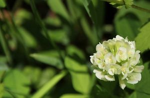 Image of running buffalo clover.