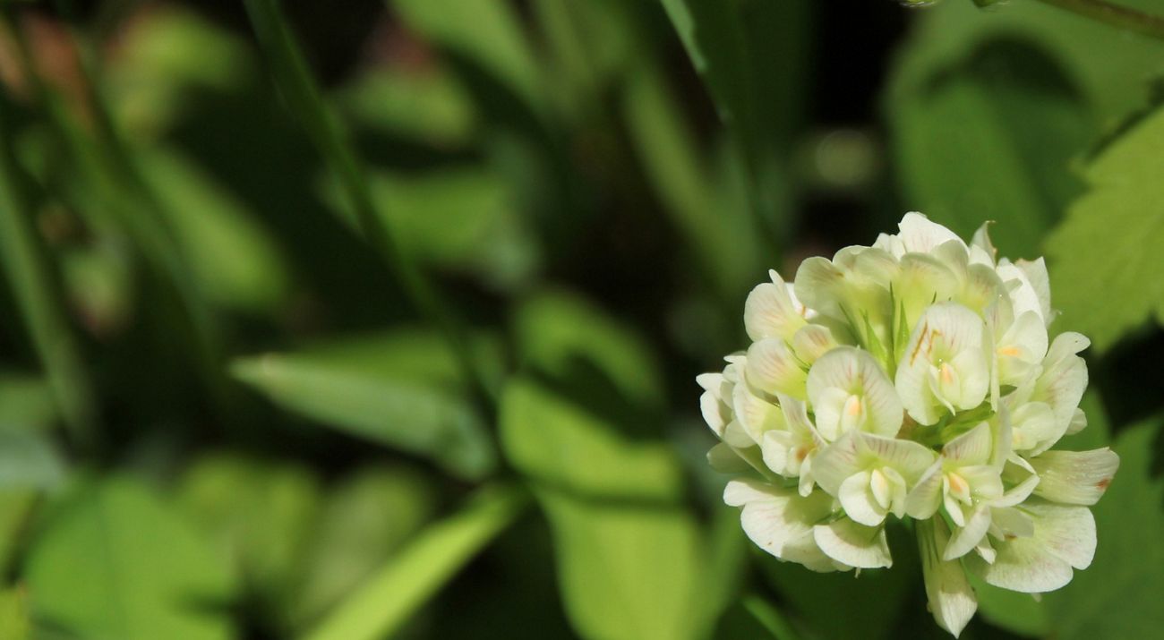 Image of running buffalo clover.