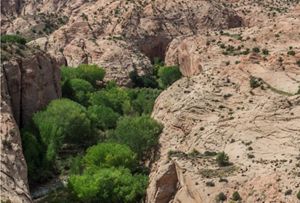 Same river with shrubs removed but trees remaining.