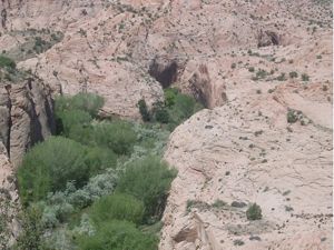 River banks lined in trees with shrubs right by water.