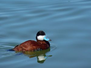 Ruddy duck.