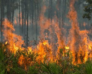 Bright orange flames among gray smoke with black pine trunks in the distance. 