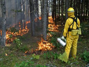 A person wearing fire protective gear holds a drip torch and watches a controlled burn in a forest.