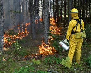 A person wearing fire protective gear holds a drip torch and watches a controlled burn in a forest.