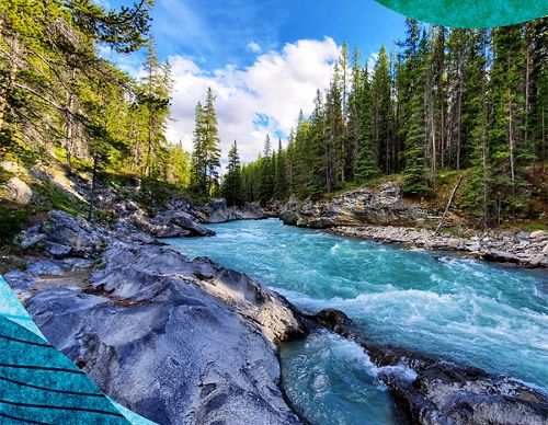 A fast flowing river rushes between rocky banks lined with tall conifer trees.