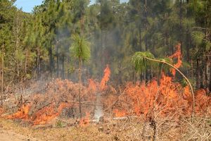 Orange flames eat at dense brush in a green pine forest.