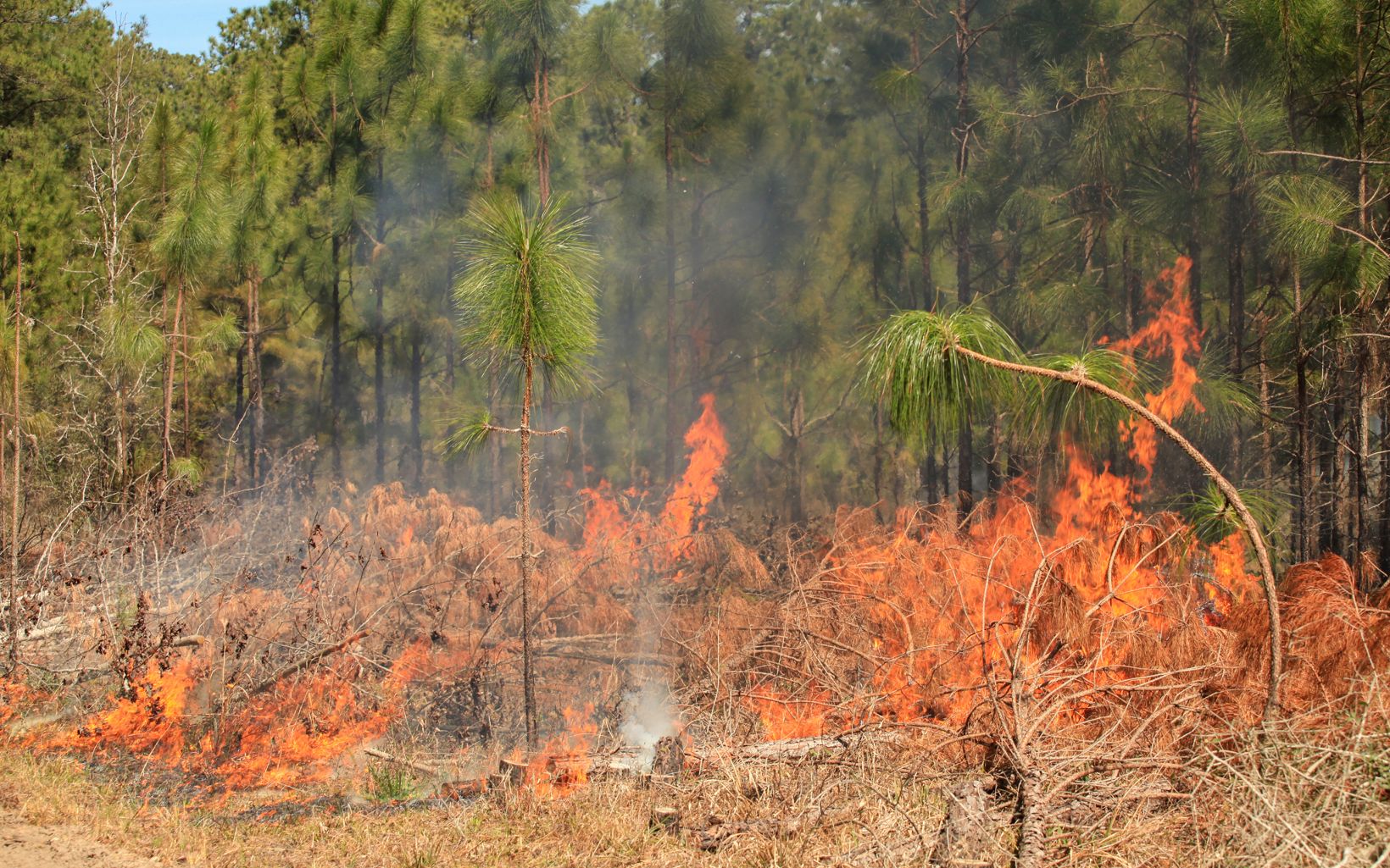 Low intensity flames lick at the floor of a longleaf pine forest with mature and candling trees.