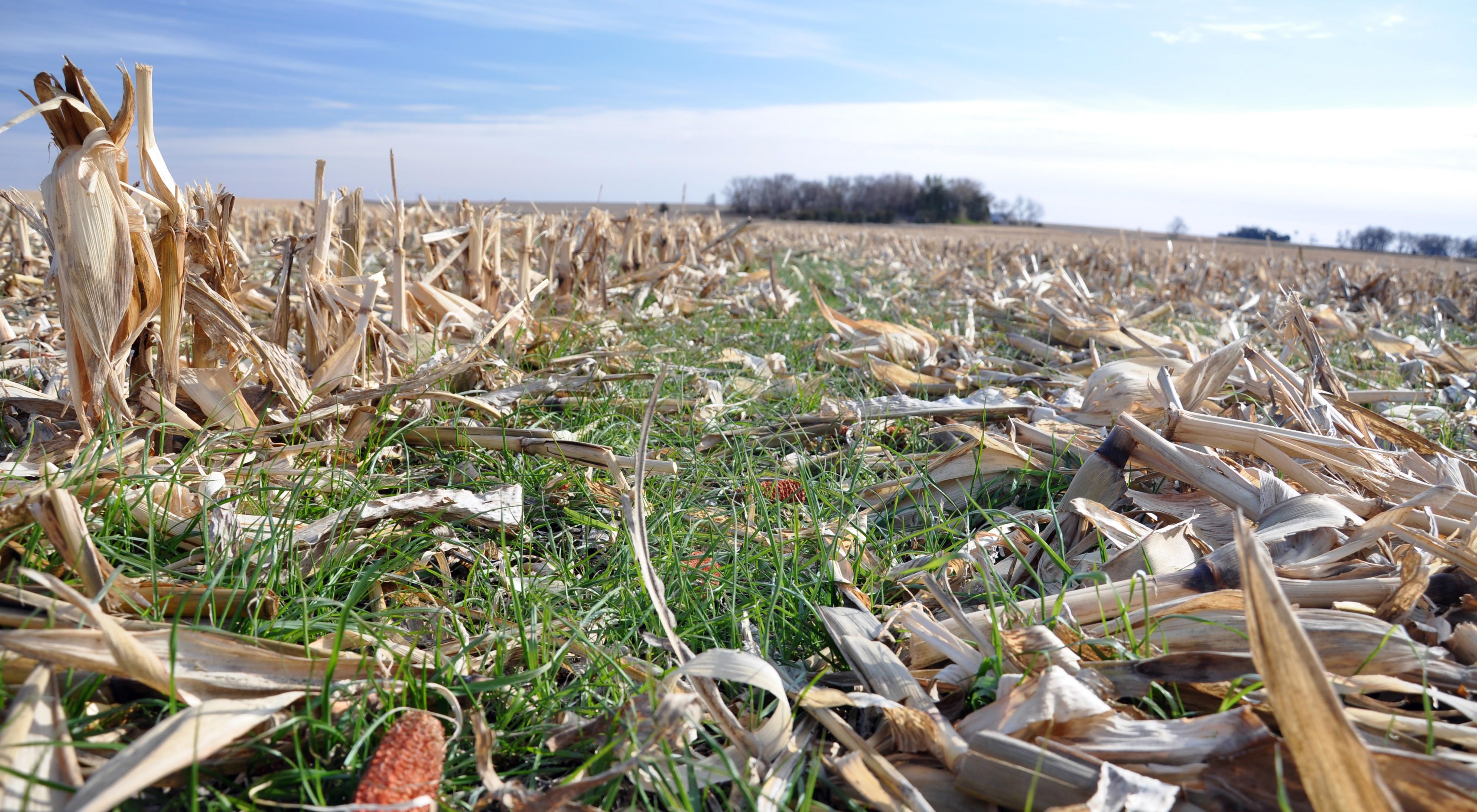 Rye cover crops in corn residue.