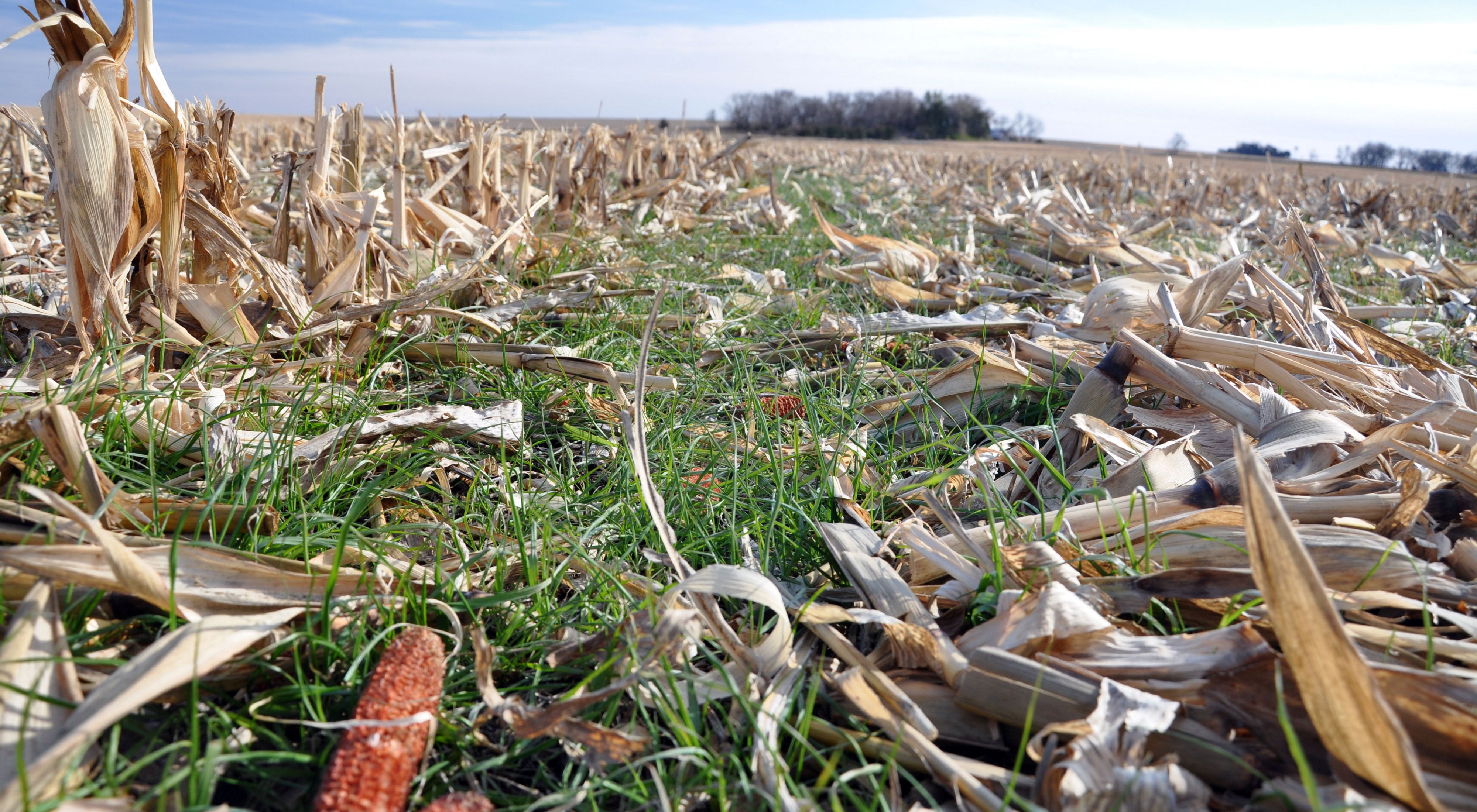 Foto de cultivos de cobertura en residuos de maíz en un campo de Iowa.