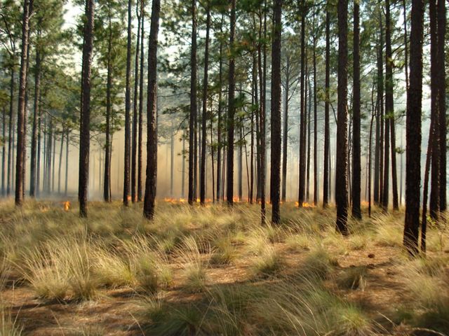 TNC manages longleaf pine forests with controlled burning to improve the ecosystem's health.