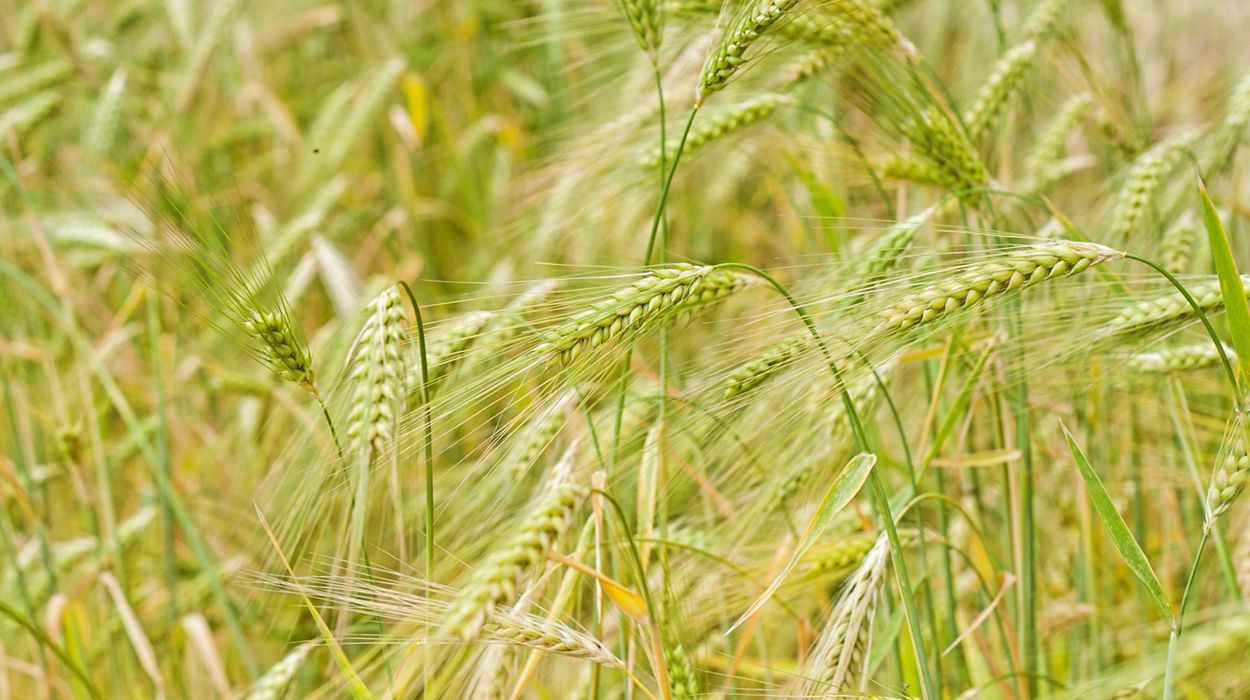 Field of rye grass.