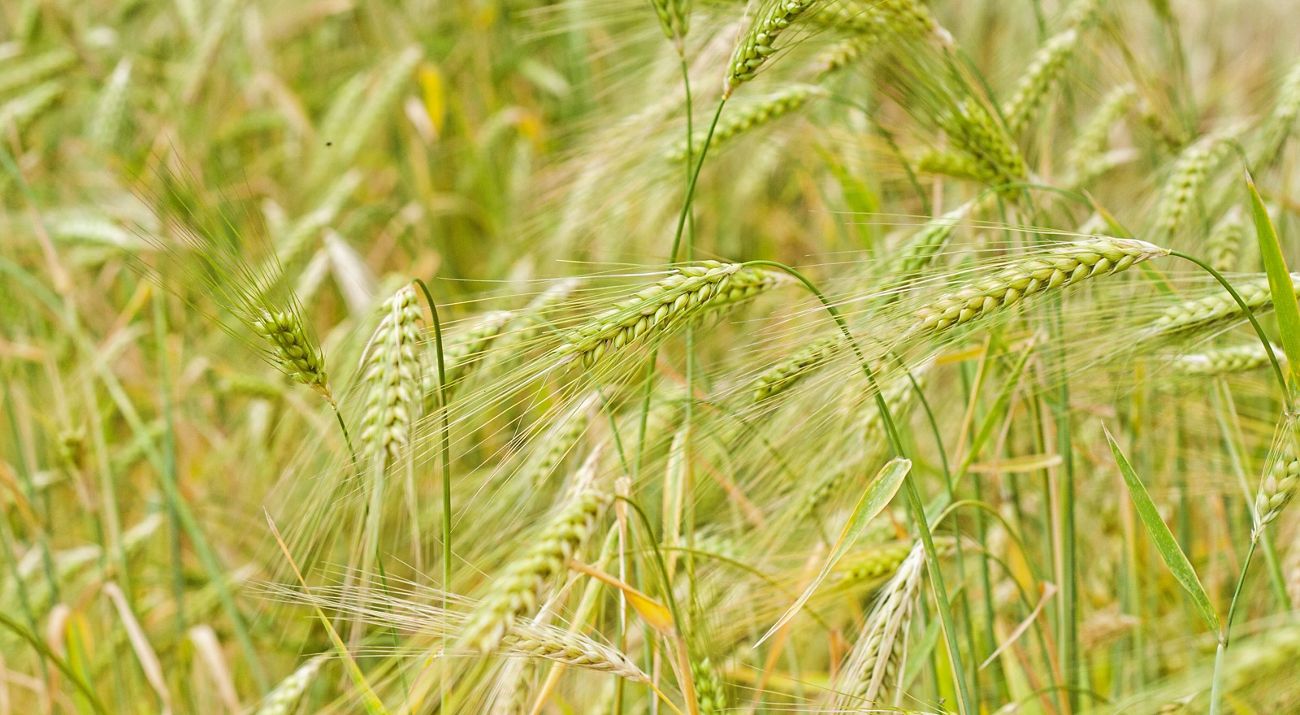 Rye field.