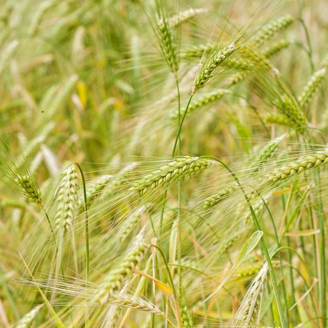 Field of rye grass.