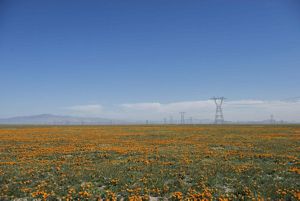 Orange flowers decorate a flatland field that is traversed by power transmission lines.