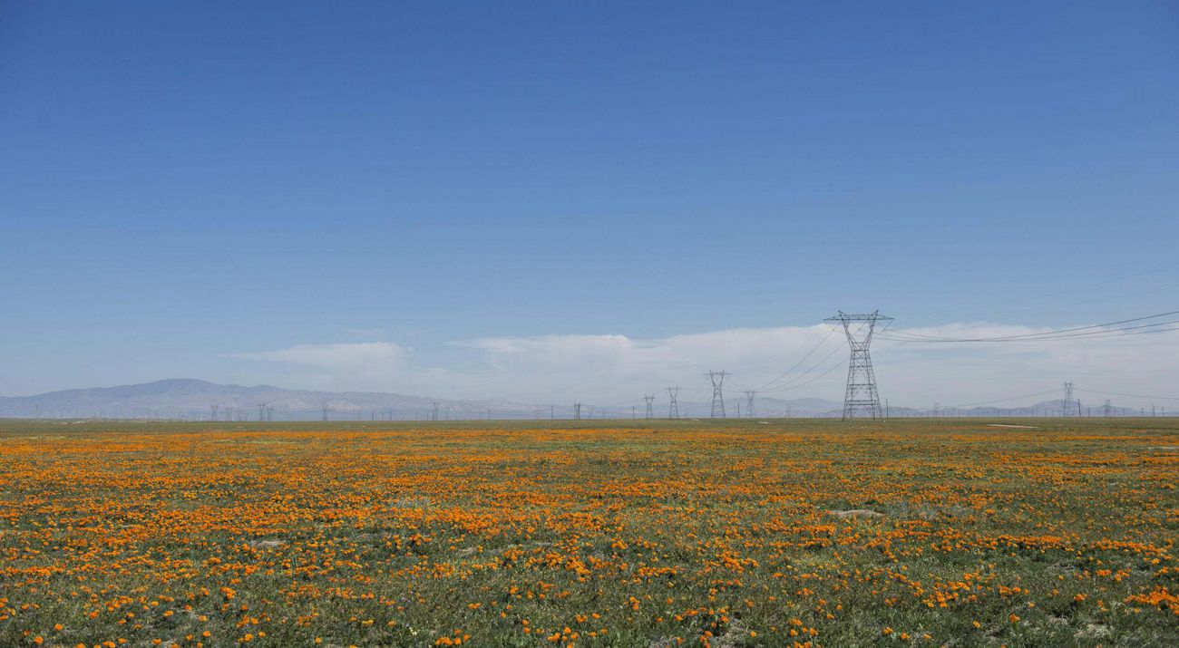 Orange flowers decorate a flatland field that is traversed by power transmission lines.