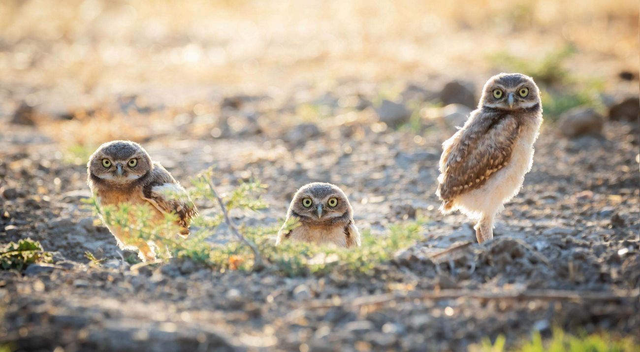Two young owls and an adult owl stand on the ground and look toward the camera.