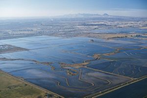 Aerial view of flooded rice fields in central California.
