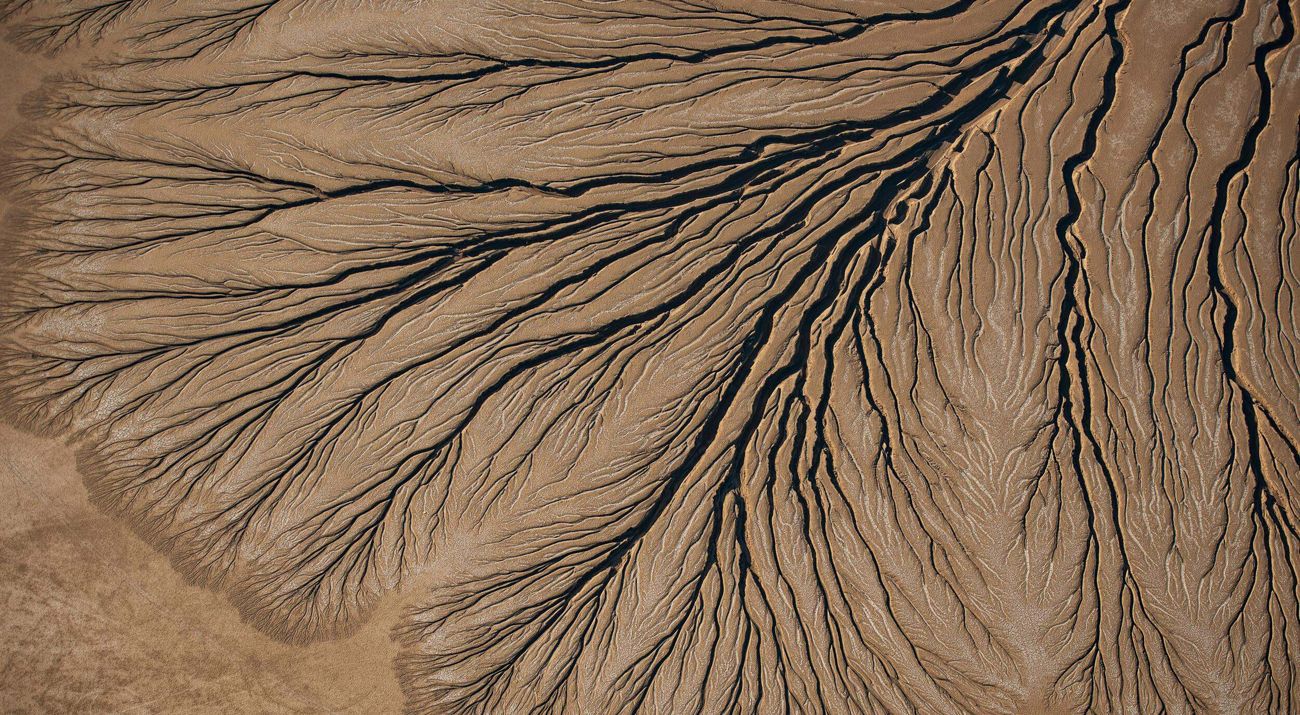 Desert branches in the Mojave